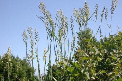 reed-canarygrass-2.jpg